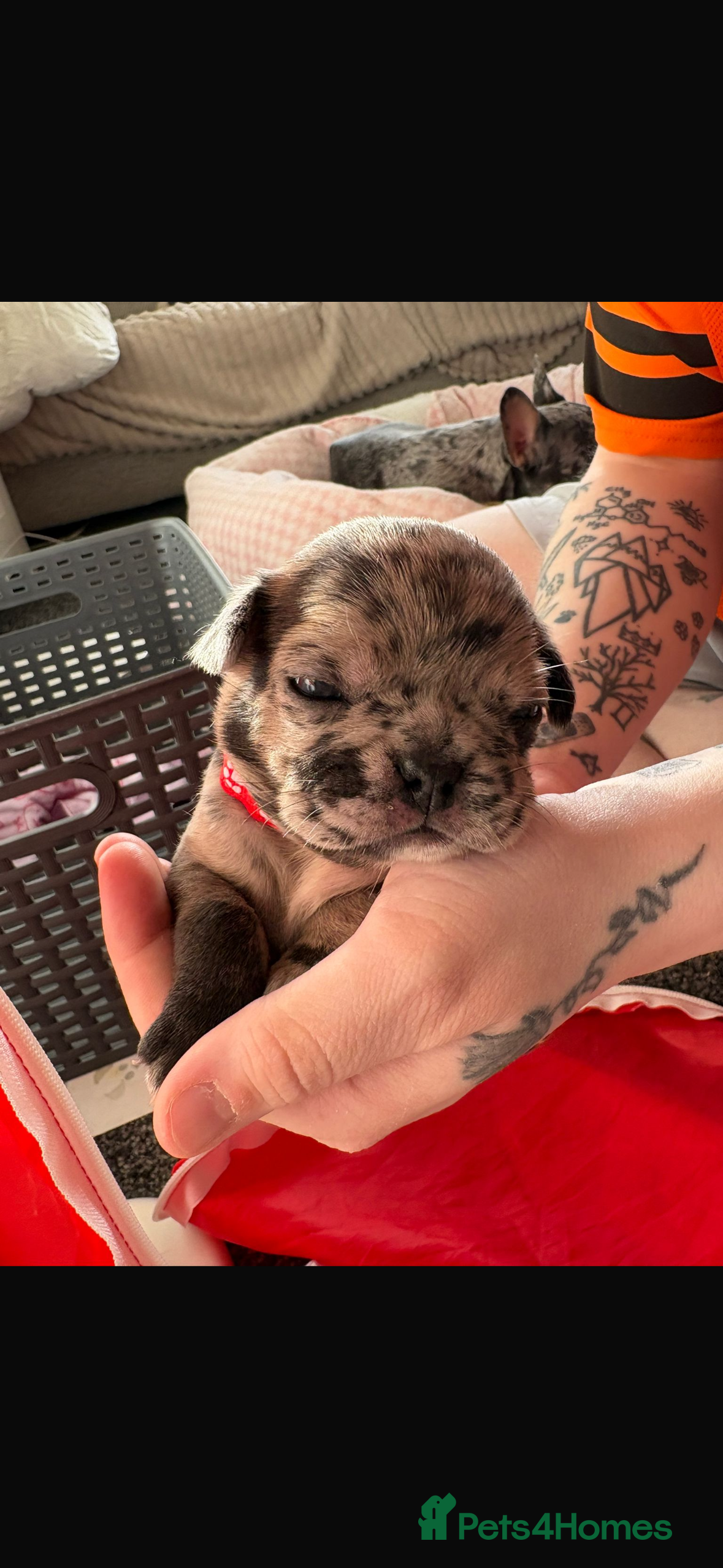 Frug dogs 🐶 Pug/French bulldog puppies 🐶 Rare markings - Advert 1