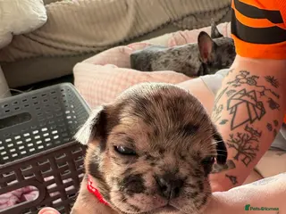 Frug dogs 🐶 Pug/French bulldog puppies 🐶 Rare markings - Advert 4