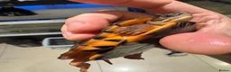 Turtle reptiles for sale: Rare CB  Three-striped Box Turtle for sale - Advert 2