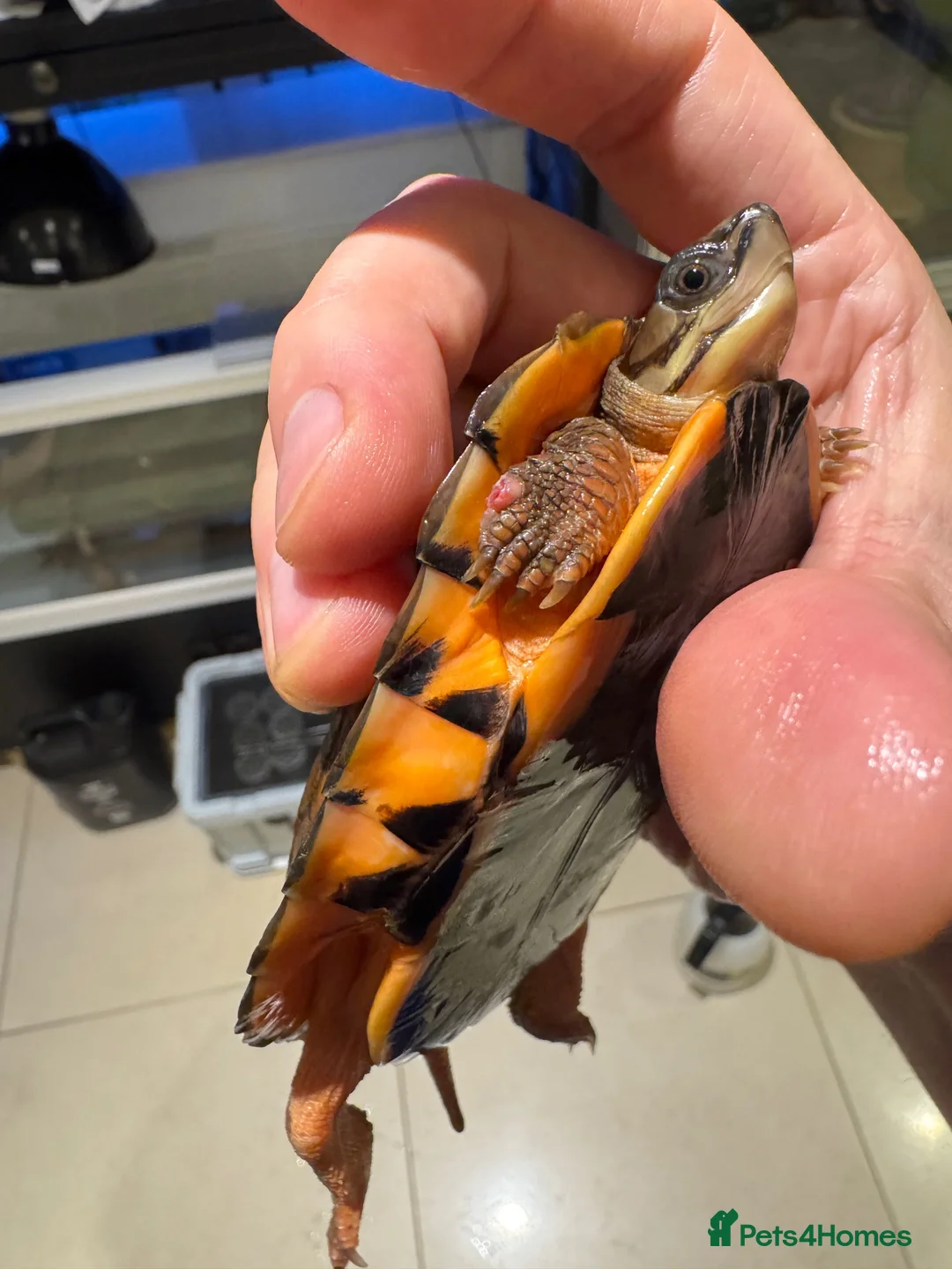 Turtle reptiles for sale: Rare CB  Three-striped Box Turtle for sale - Advert 2
