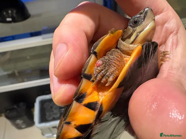 Turtle reptiles for sale: Rare CB Three-striped Box Turtle for sale - Advert 2