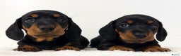 Miniature Dachshund dogs for stud: Kc reg Black and Tan mini smooth. - Advert 15