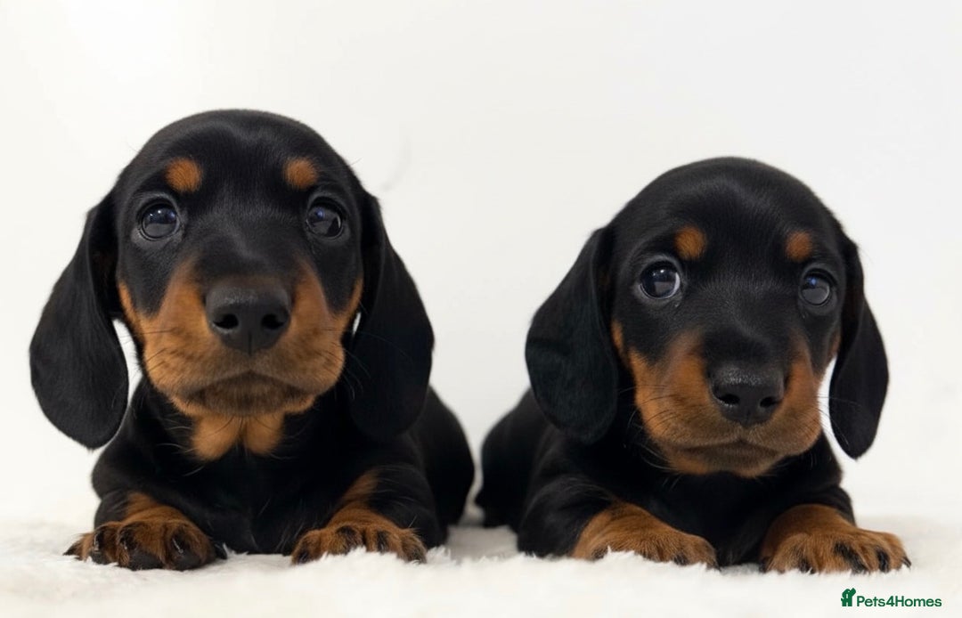 Miniature Dachshund dogs for stud: Kc reg Black and Tan mini smooth. - Advert 15
