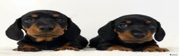 Miniature Dachshund dogs for stud: Kc reg Black and Tan mini smooth. - Advert 15