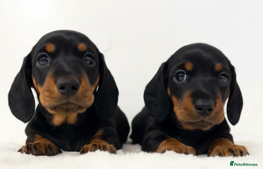 Miniature Dachshund dogs for stud: Kc reg Black and Tan mini smooth. - Advert 15