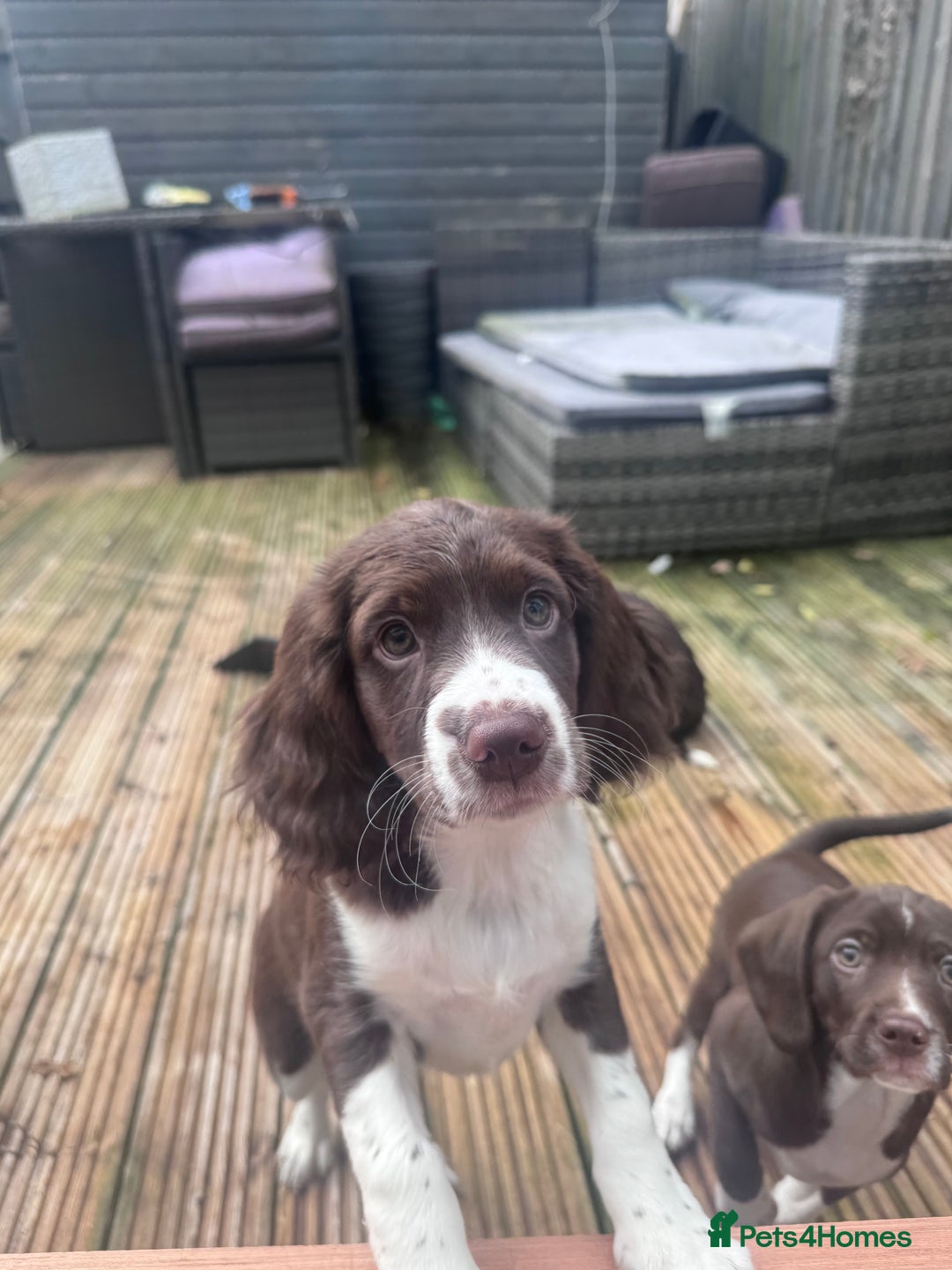 Mixed Breed dogs for sale: Chi sprocker  - Advert 32