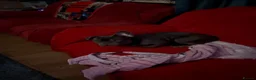 French Bulldog dogs for sale: Dog for sale  - Advert 8