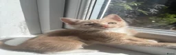 Mixed Breed cats for sale: 5 gorgeous kittens ready now  - Advert 3