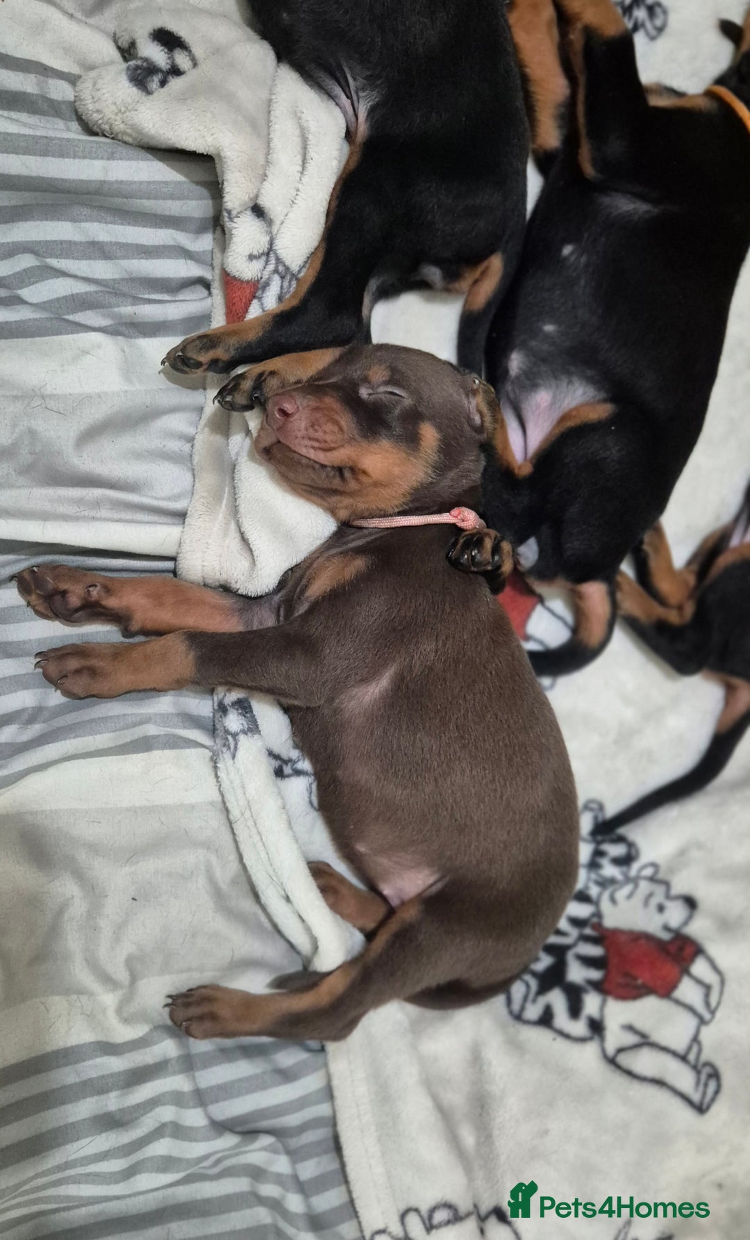 Dobermann dogs for sale: Dobermanns for Sale - Advert 10