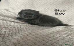 Mixed Breed dogs for sale: Tiny Pugingese pups  - Image 31