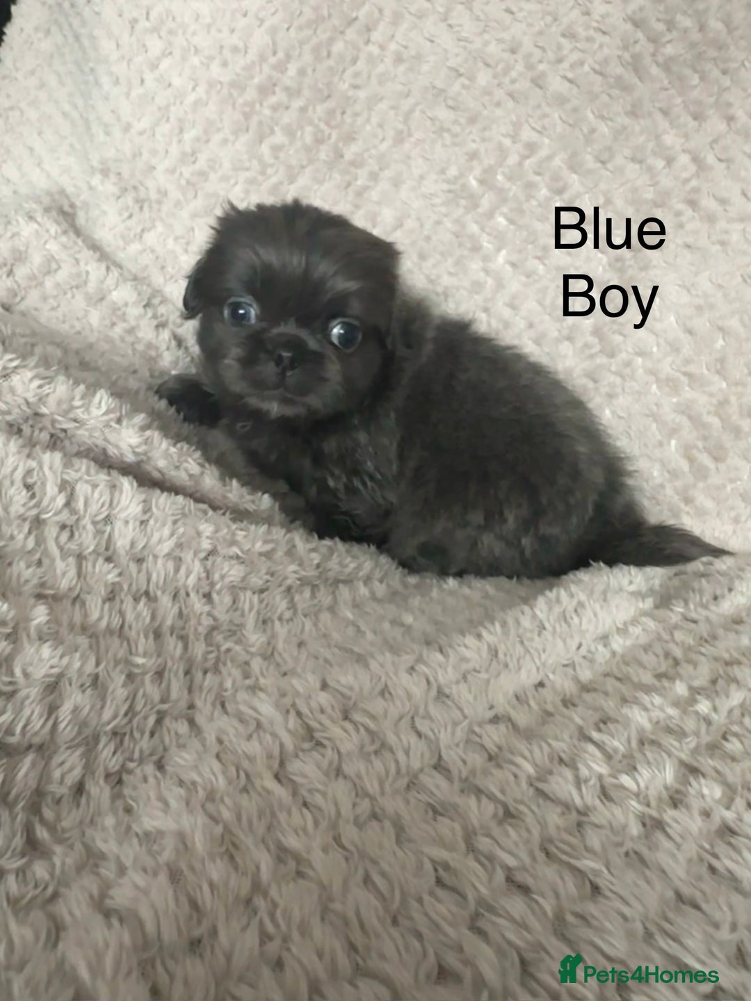 Mixed Breed dogs for sale: Tiny Pugingese pups  - Image 31