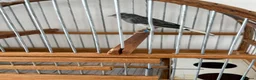 Canaries birds for sale: Canarie - Advert 4