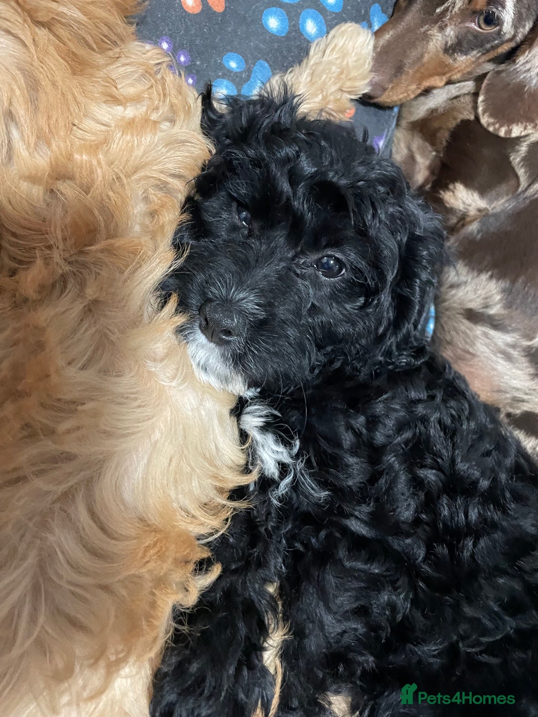 Cavapoo dogs for sale: Cavapoo puppies  - Image 30