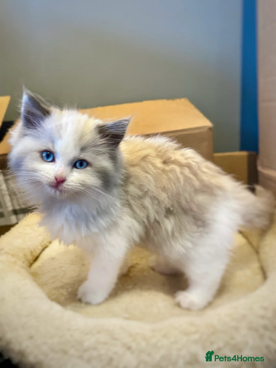 Ragdoll cats for sale: READY NOW TICA ACTIVE Kittens, European bi-colour - Advert 6