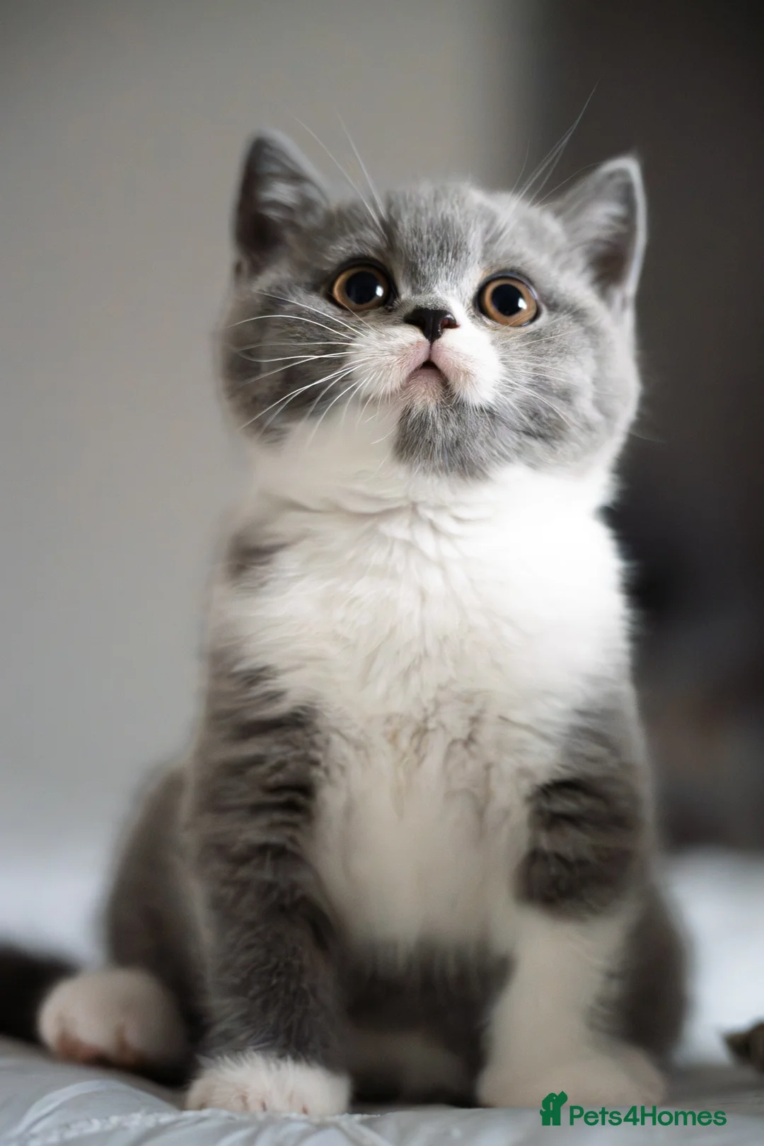 British Shorthair cats for sale: GCCF and TICA Registered -Show Quality BSH. - Advert 11