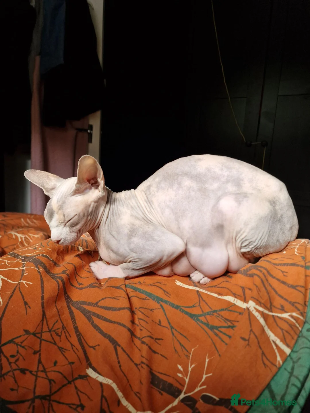 Mixed Breed cats for sale: Sphynx cross kittens - Advert 1