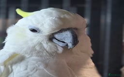 Cockatoo birds for sale: Sulphur crested cockatoo  - Image 1