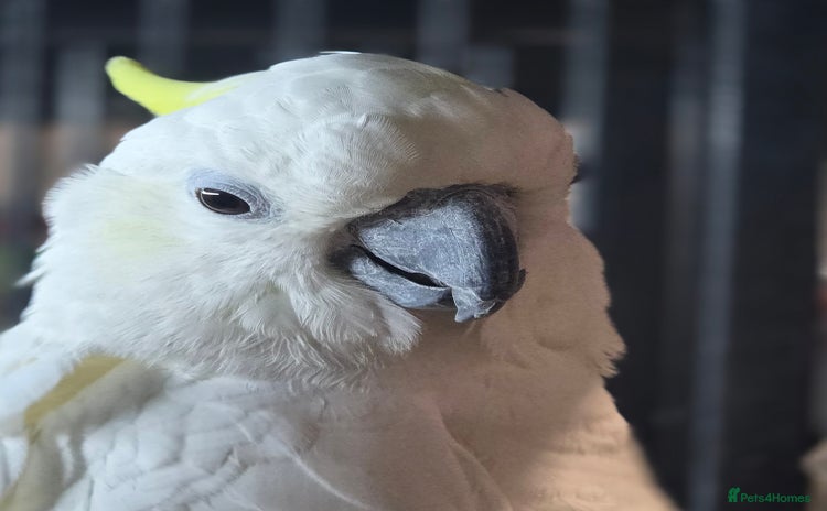 Cockatoo birds - Advert 1