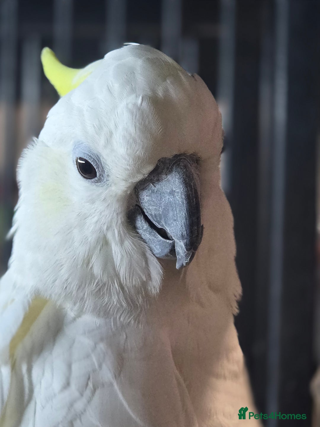 Cockatoo birds for sale: Sulphur crested cockatoo  - Image 1