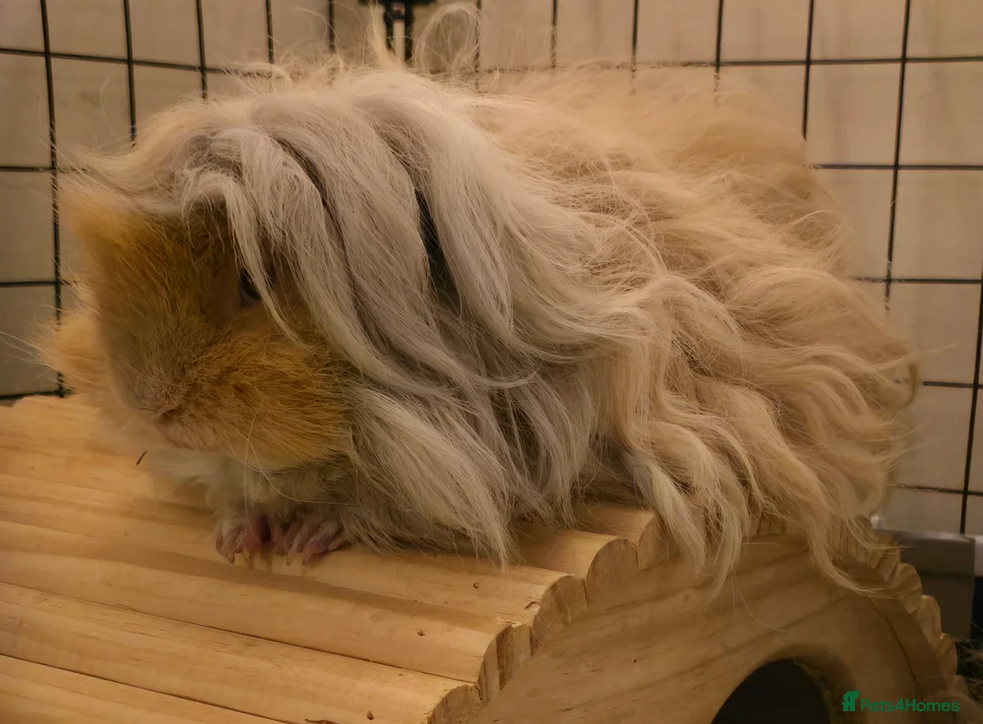 Guinea Pig rodents for sale: Pure Lunkarya Boar  - Advert 5