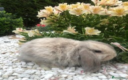 Mini Lop rabbits for sale: gorgeous friendly mini lops £75 - Image 9