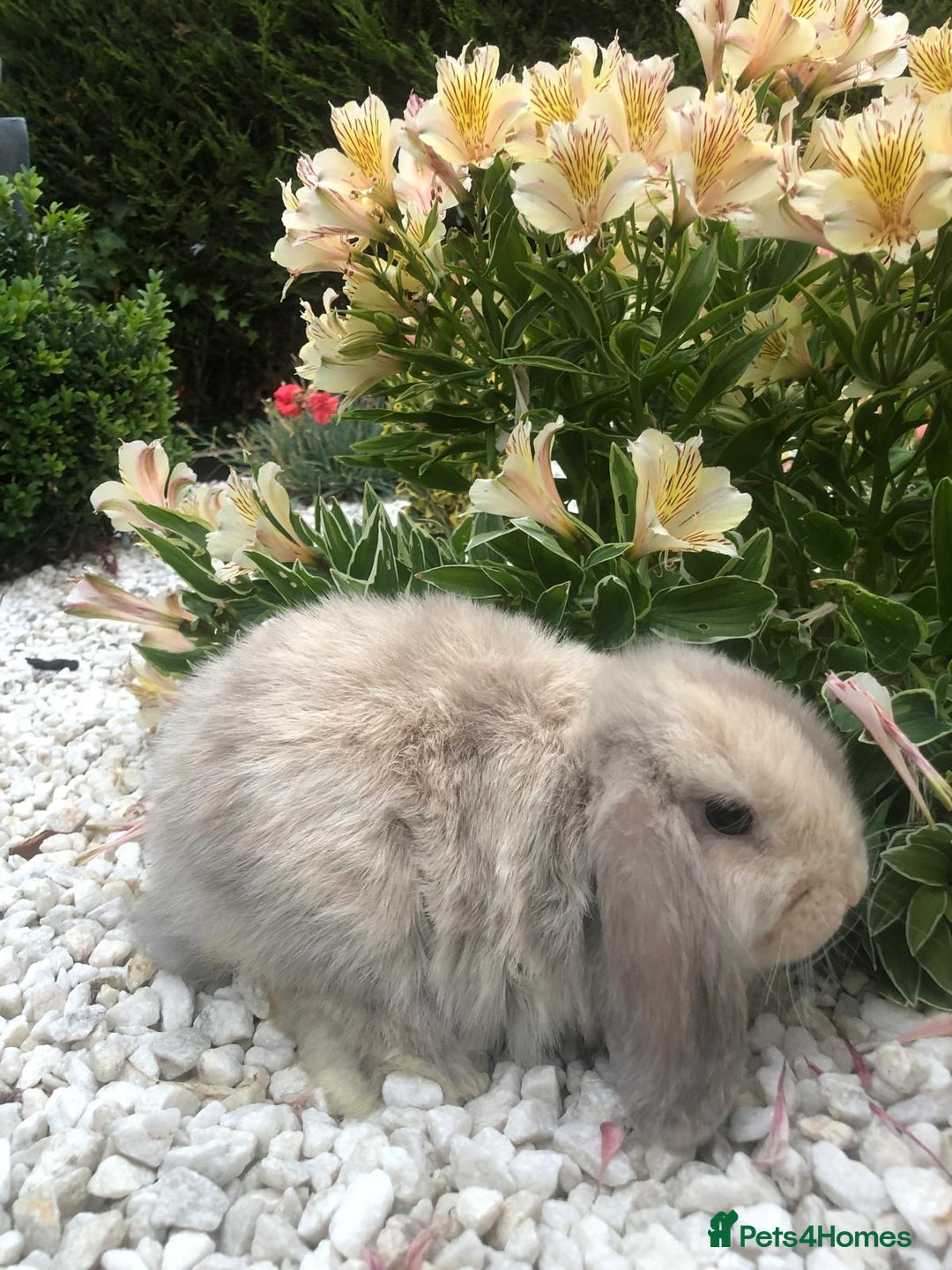 Mini Lop rabbits for sale: gorgeous friendly mini lops £75 - Image 9