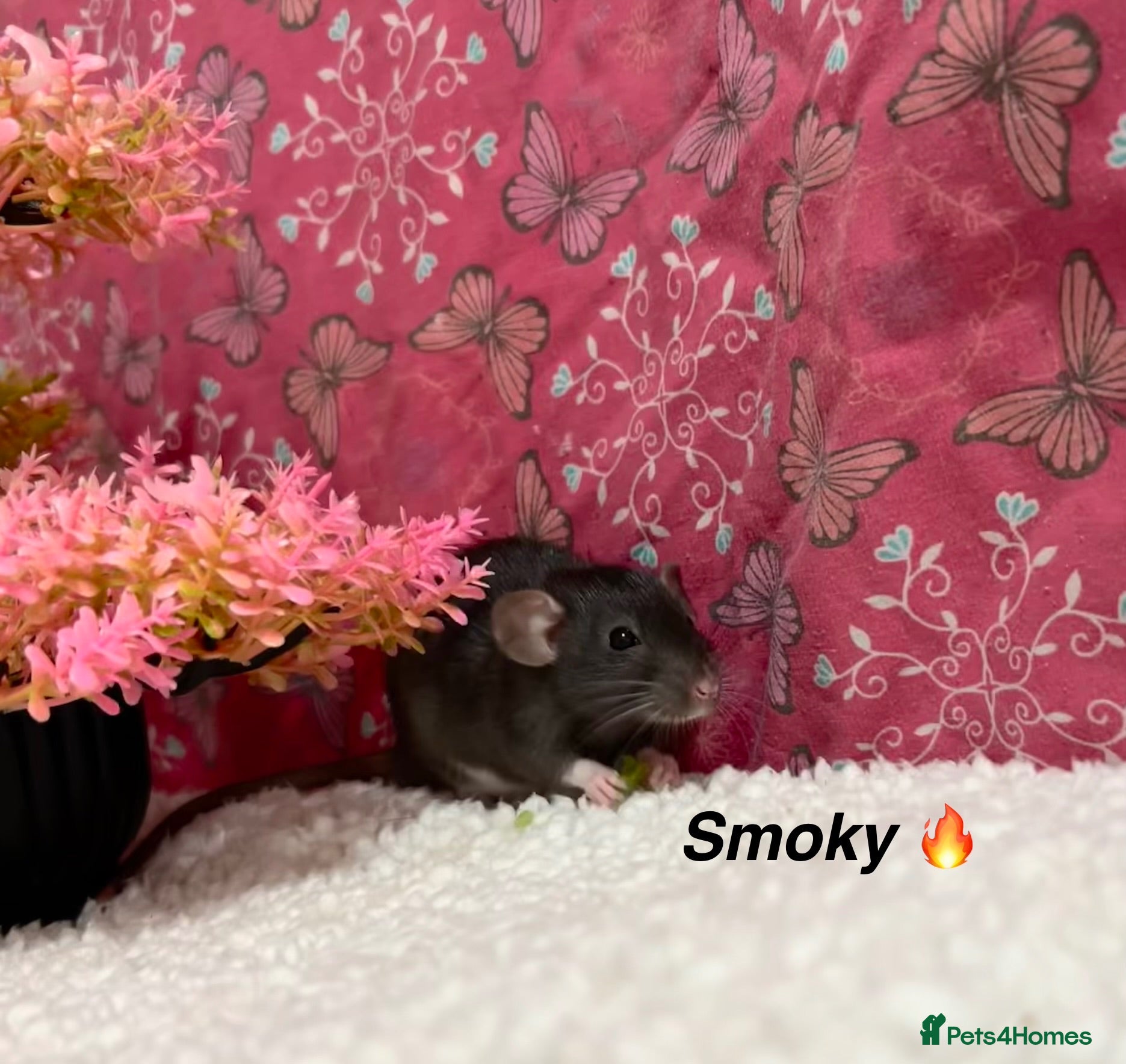 Rat rodents Beautiful baby rats  - Advert 2