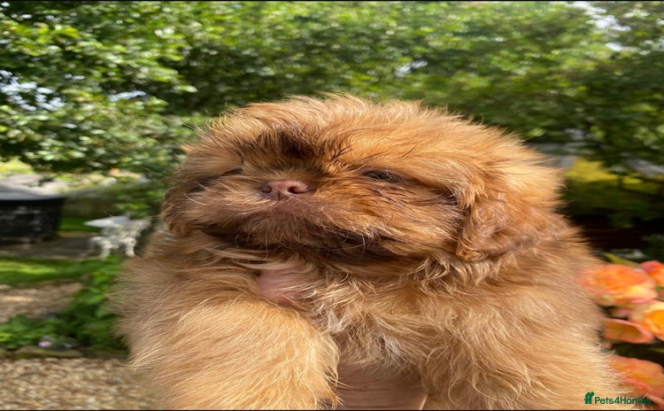 Shih Tzu dogs - Advert 1