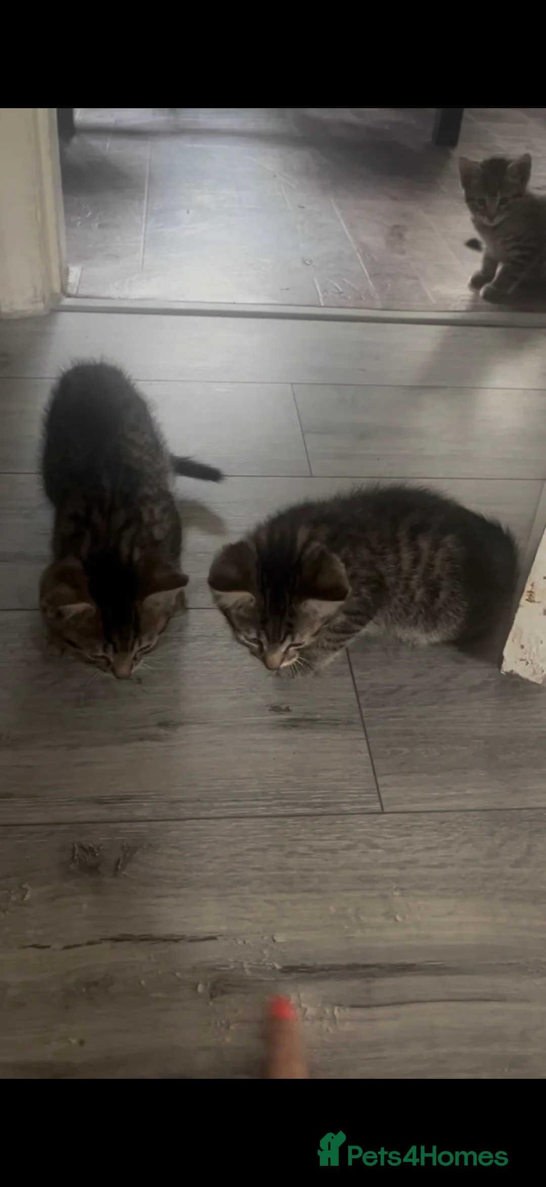 British Shorthair cats for sale: 7 kitten available for their forever homes! - Advert 2