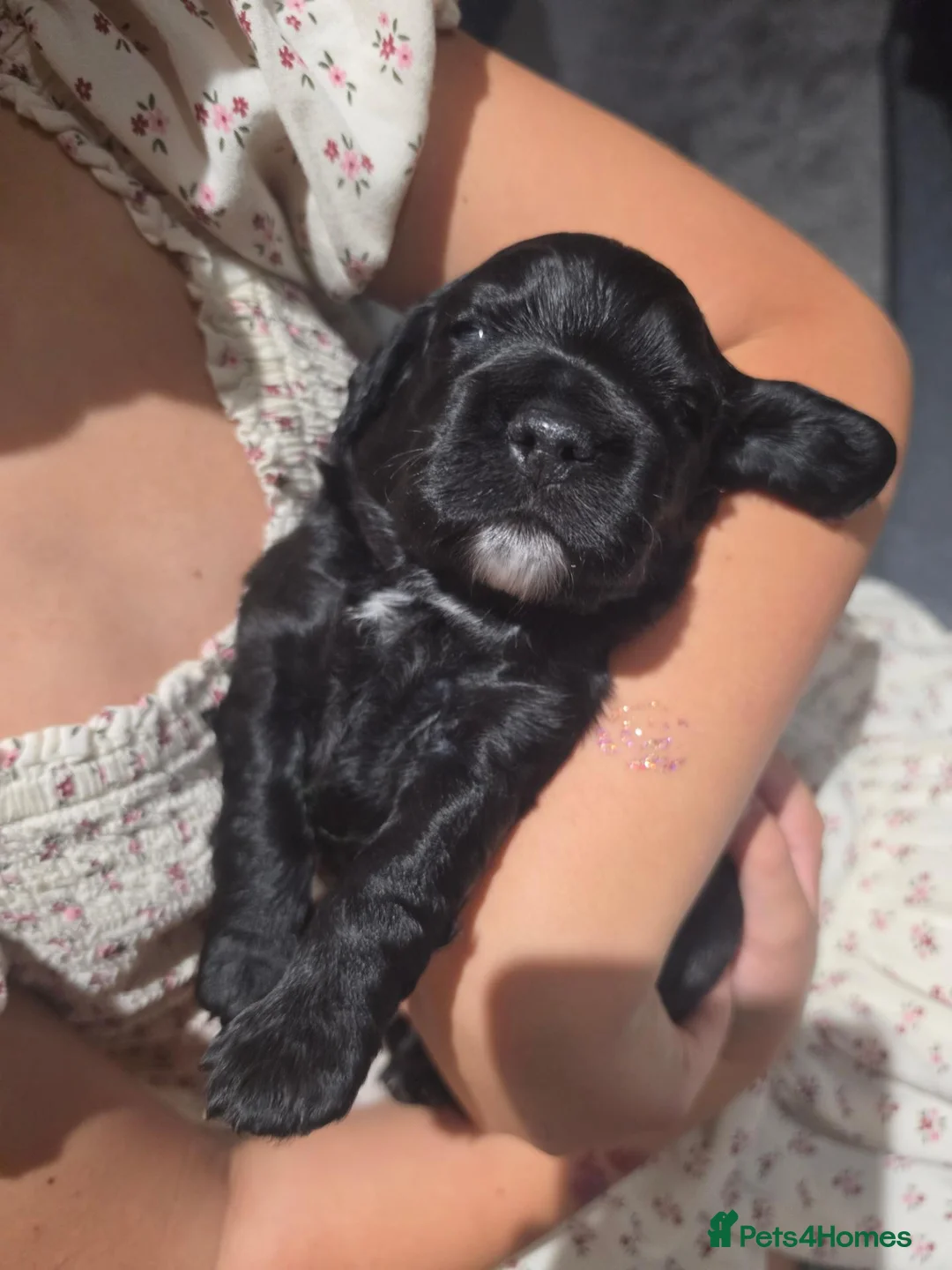Cocker Spaniel dogs for sale: Four Beautiful Cocker Spaniel Puppies  in Chelmsford - Advert 2