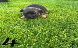 Border Terrier dogs for sale: Border Terrier Puppies  - Image 15