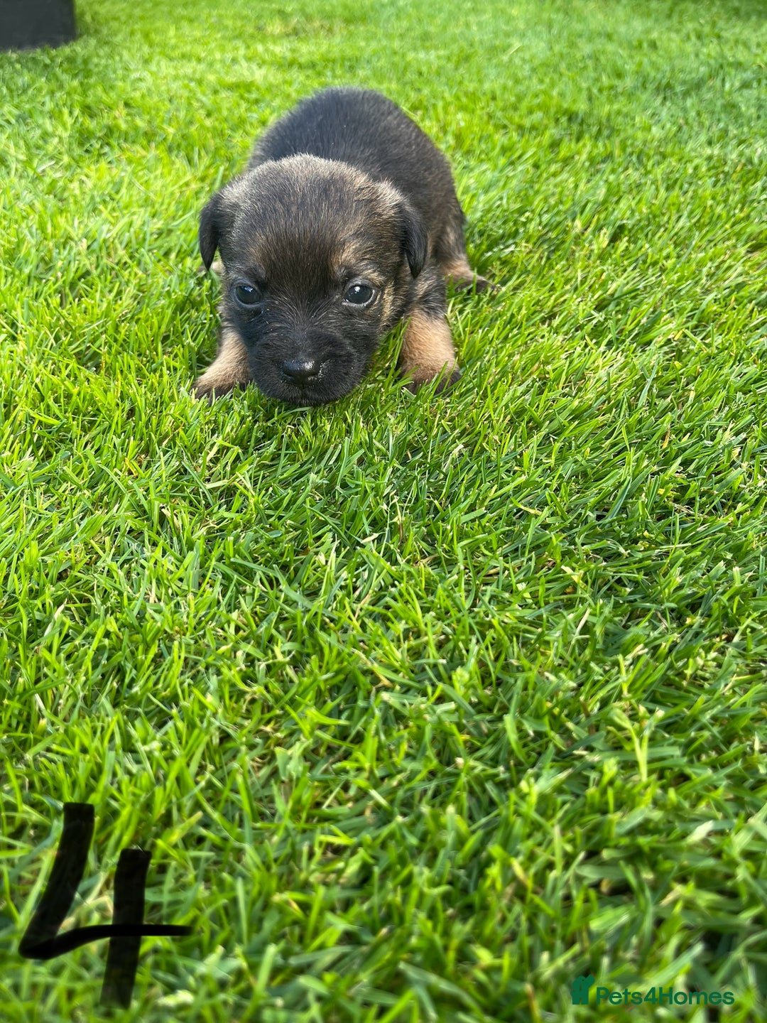Border Terrier dogs for sale: Border Terrier Puppies  - Image 15