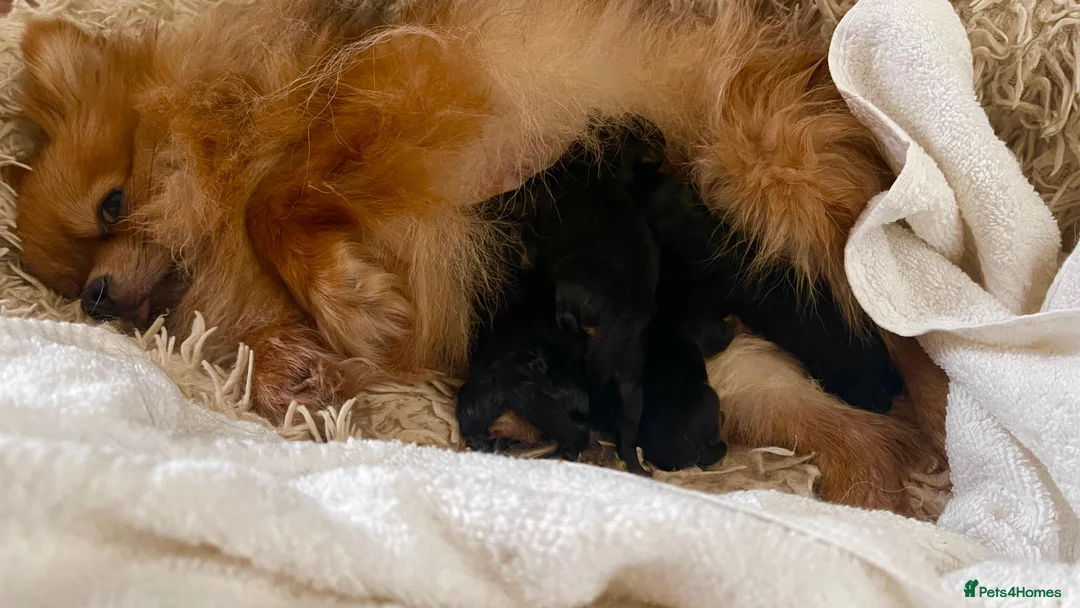 Pomeranian dogs for sale: ORANGE SHADED SABLE ADULT FEMALE POMERANIAN - Advert 2