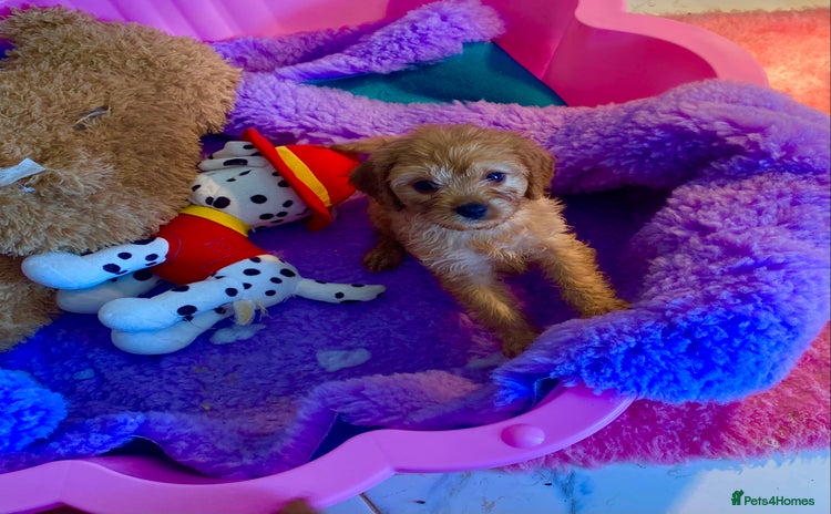 Cavapoo dogs - Advert 4