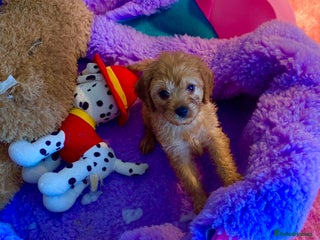 Cavapoo dogs - Advert 5