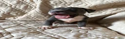 Staffordshire Bull Terrier dogs for sale: 1 Prince  1 princess  left  - Advert 3