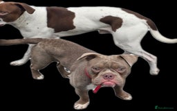 Old Tyme Bulldog dogs for sale: Old tyme bulldog  - Image 1