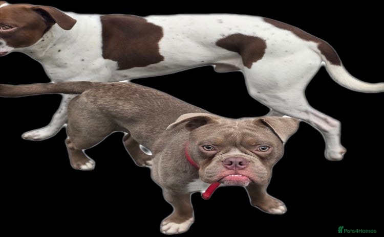 Old Tyme Bulldog dogs - Advert 4
