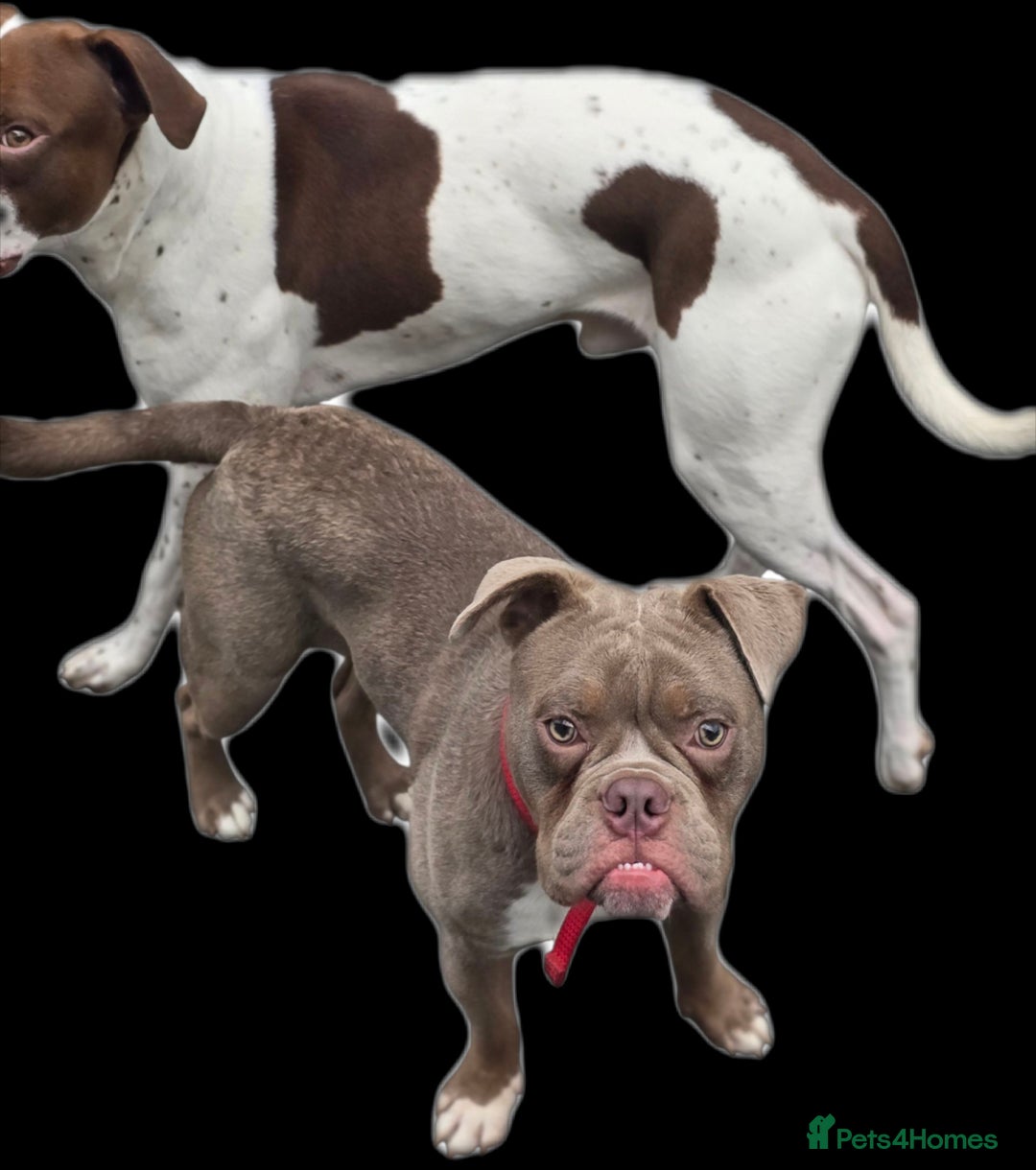Old Tyme Bulldog dogs for sale: Old tyme bulldog  - Image 1