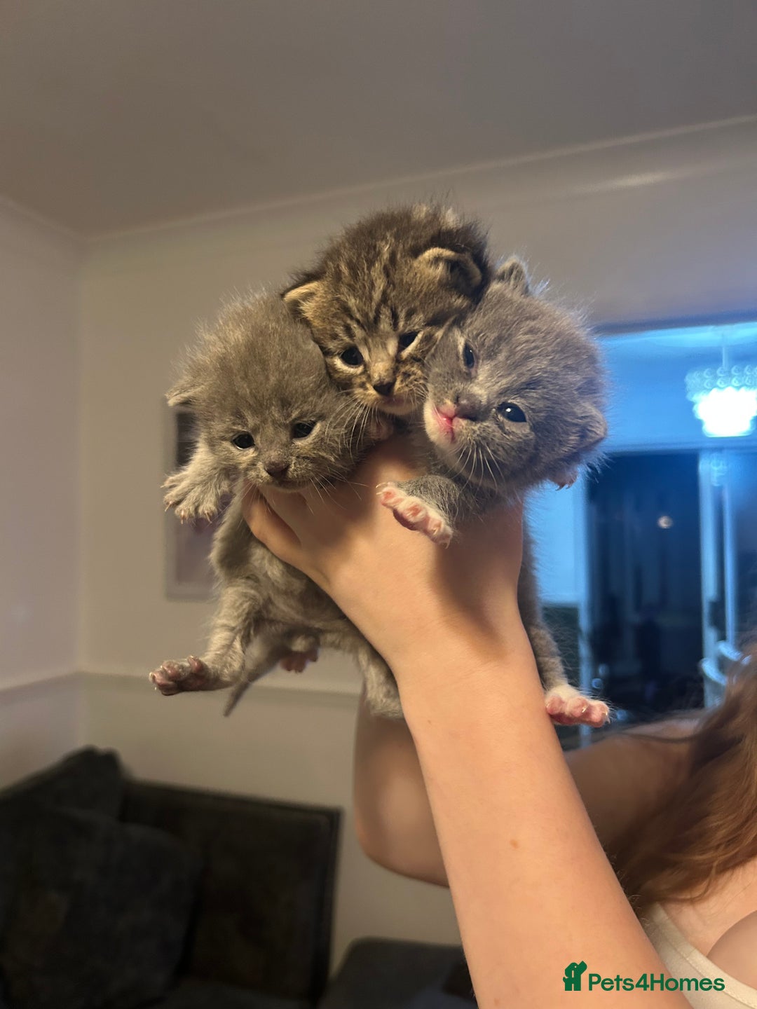 Persian cats for sale: Beautiful Persian kittens / 1 mixed breed  - Image 1
