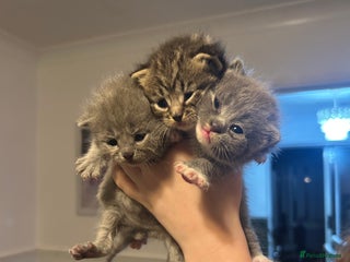 Persian cats - Advert 13