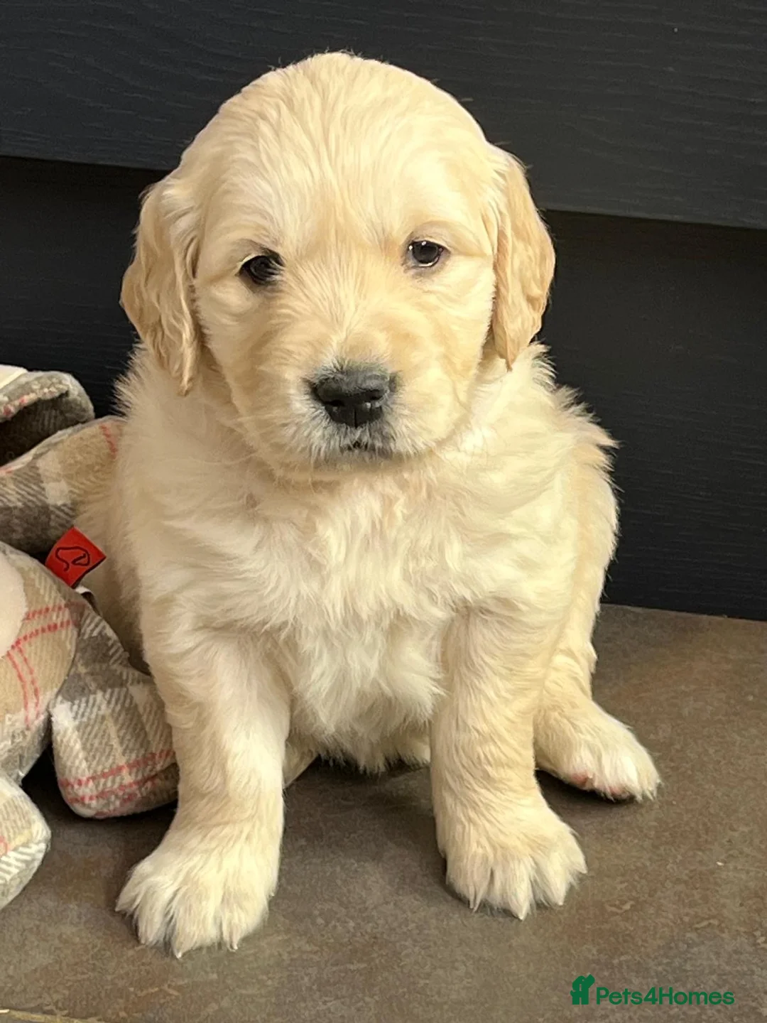 Golden Retriever dogs for sale: Kennel Club Registered Golden Retriever Puppies  - Advert 2