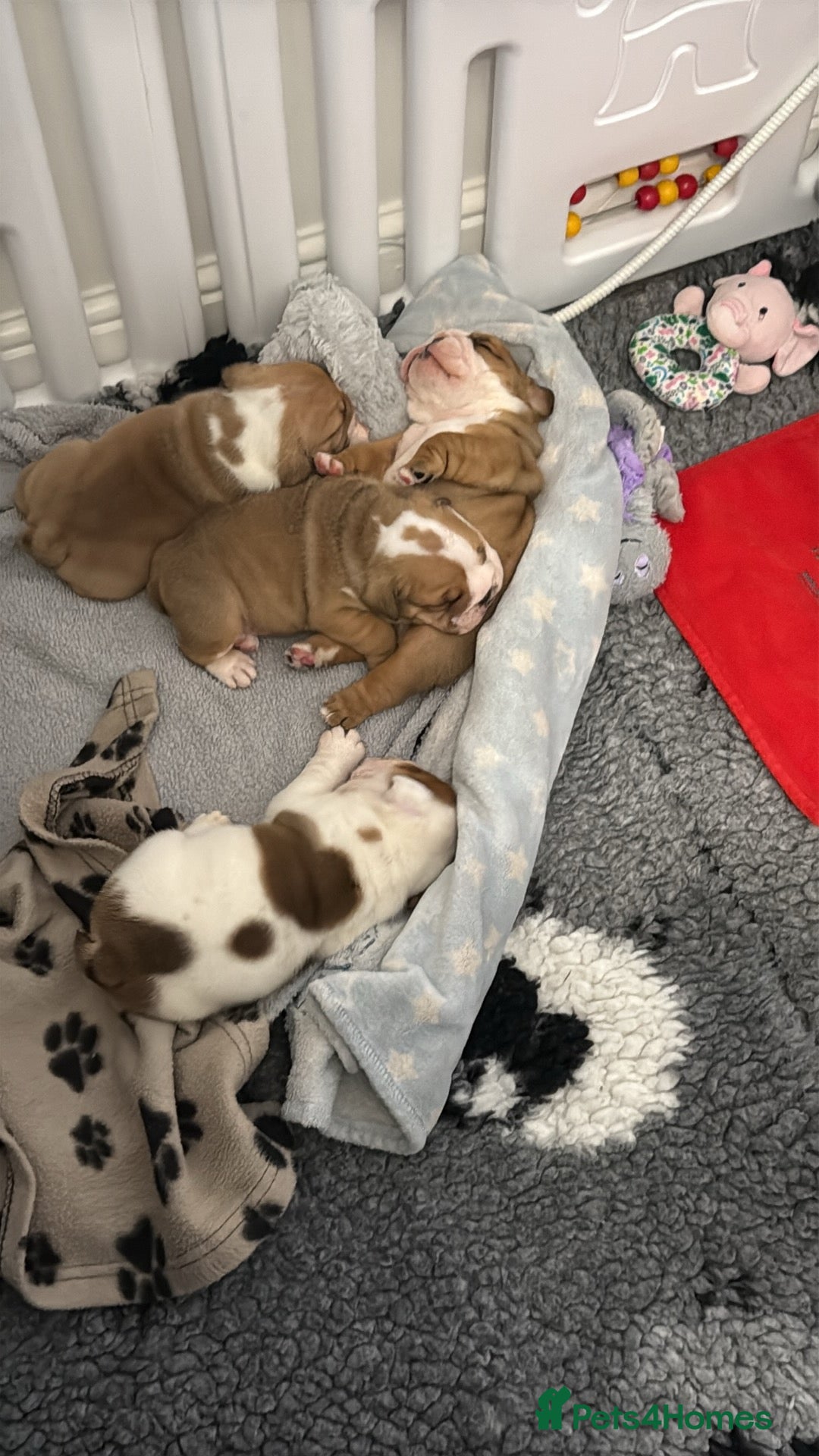 English Bulldog dogs for sale: Kc standards  quality bulldogs  - Advert 2