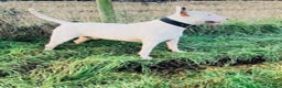 English Bull Terrier dogs for stud: fully health tested stud proven in Edinburgh - Advert 5