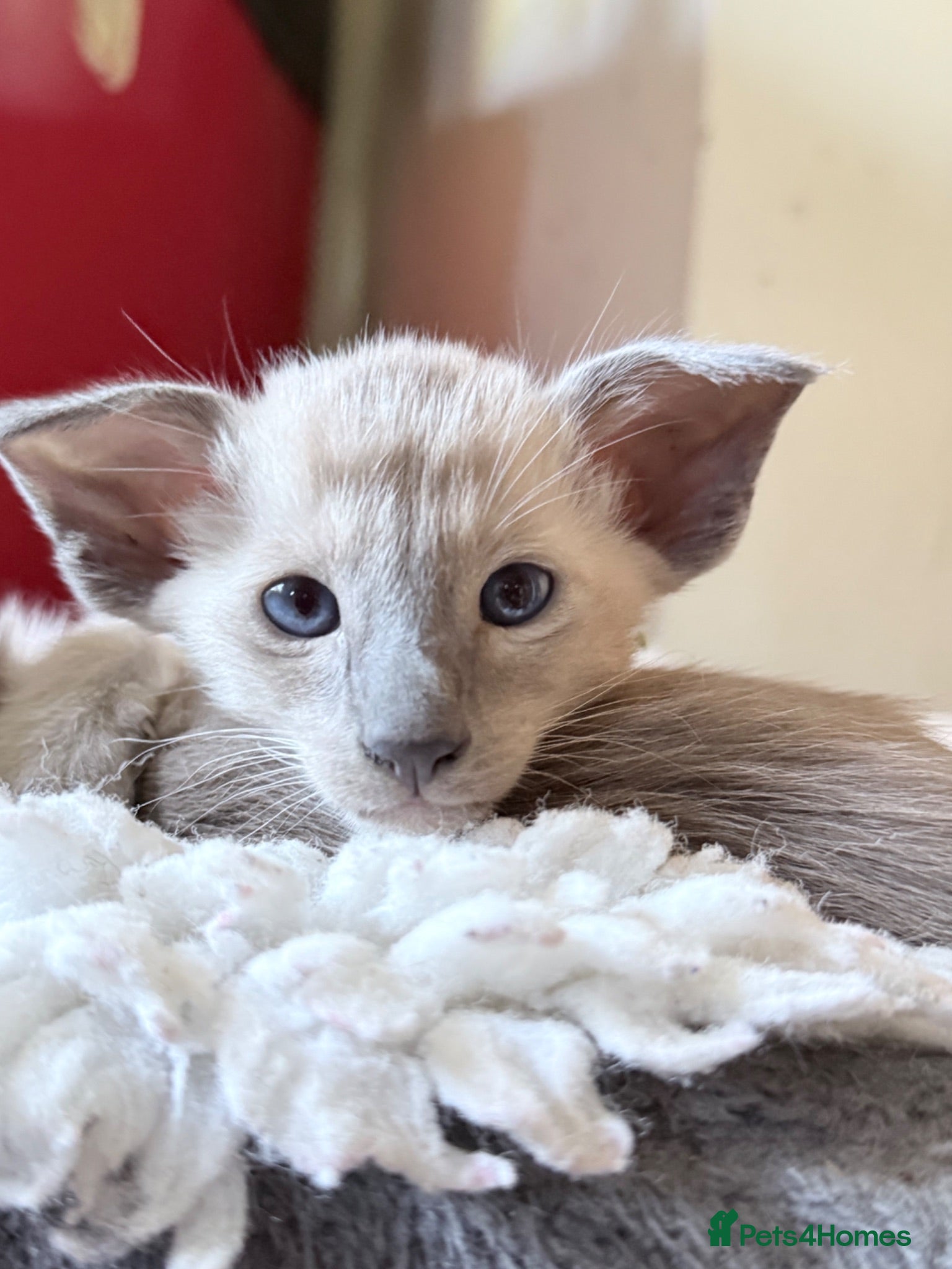 Siamese cats New Litter of kittens - Advert 2