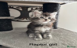 Maine Coon cats for sale: Stunning poly/non poly Maine coin kittens - Image 8