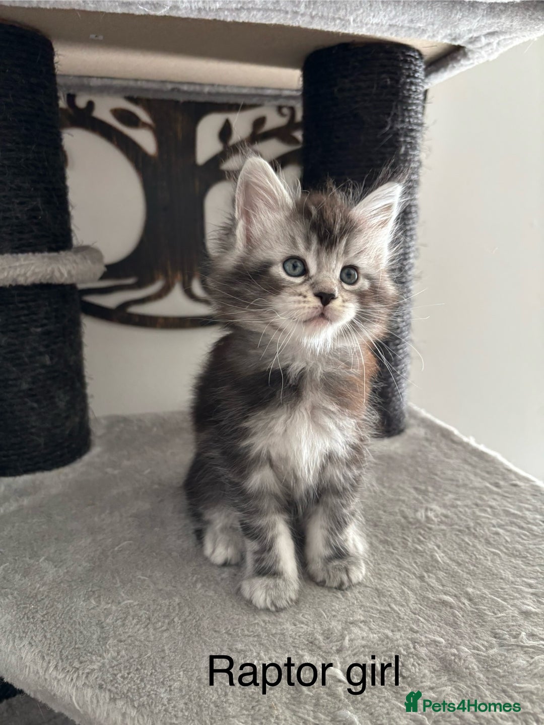 Maine Coon cats for sale: Stunning poly/non poly Maine coin kittens - Image 8