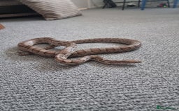 Corn Snake reptiles for sale: Corn snake for rehoming- 6 years old - Image 1