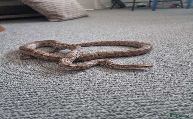 Corn Snake reptiles for sale - Advert 1