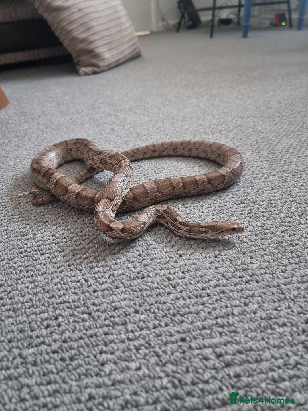 Corn Snake reptiles for sale: Corn snake for rehoming- 6 years old - Image 1